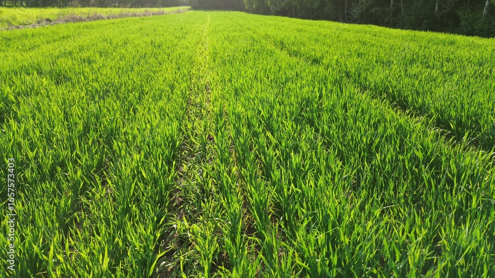 Fototapeta premium Green wheat field under summer sunshine