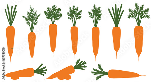 Fresh orange carrots with green leaves on white background silhouette