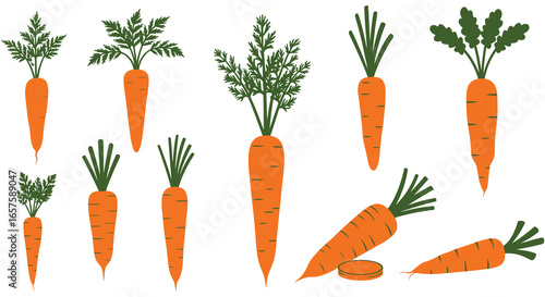 A collection of whole and cut carrots with green leafy tops silhouette