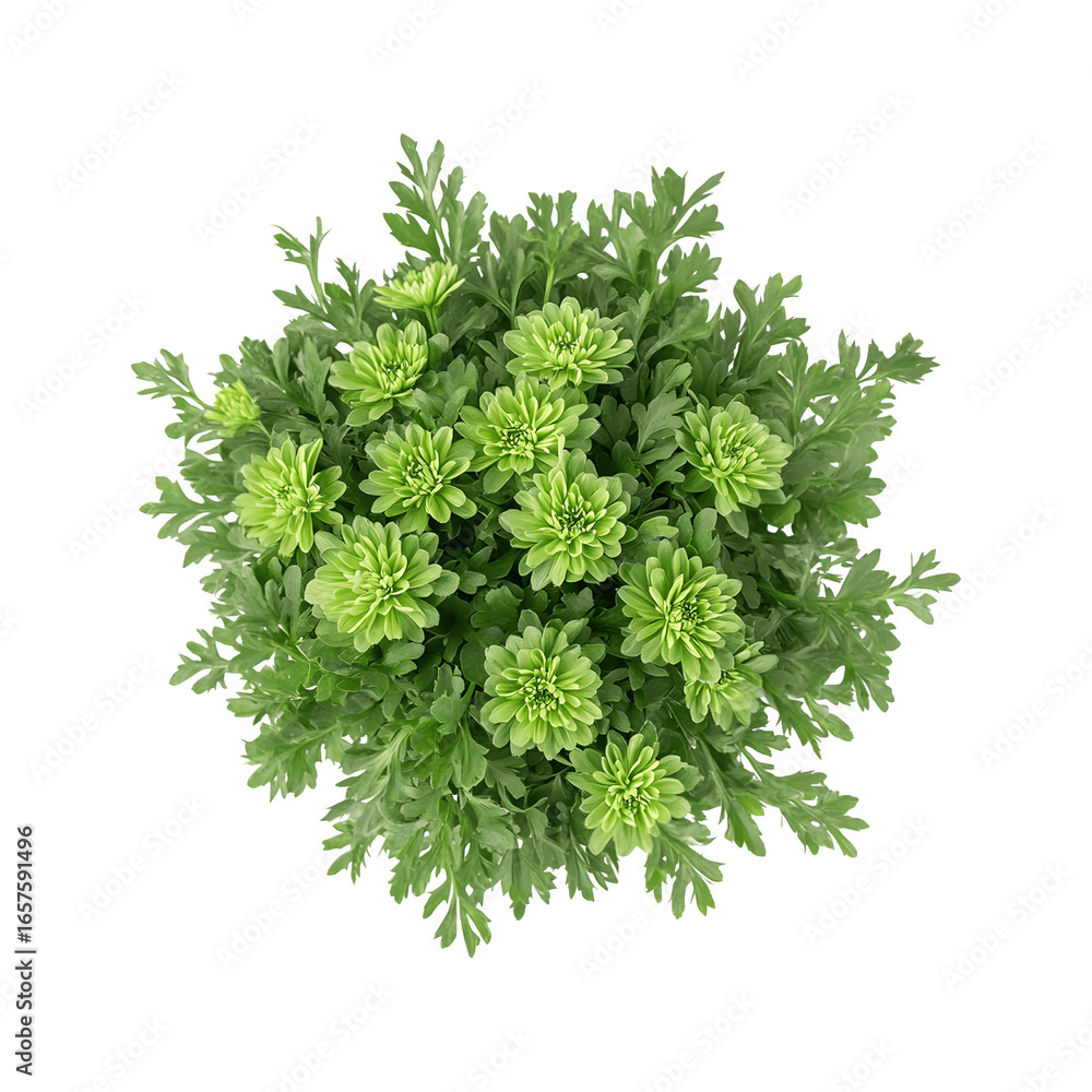 Fototapeta premium A bouquet of green flowers arranged artistically 