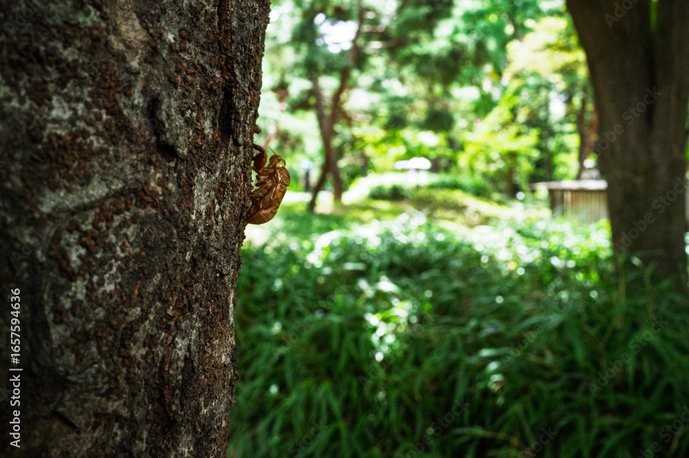 cicada skin cicada skin