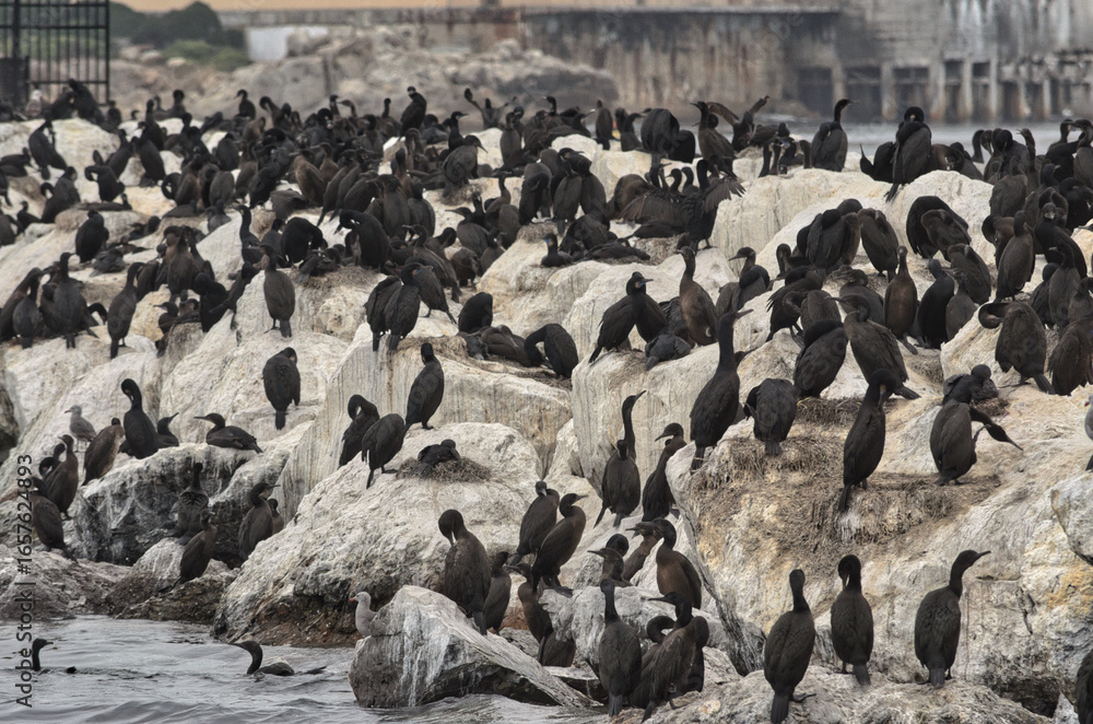 Fototapeta premium Dense Cormorant Colony Guano Rocks Harbor Pier Monterey