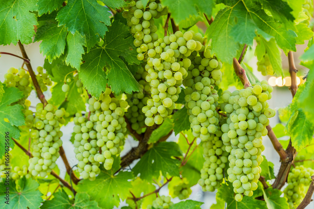 custom made wallpaper toronto digitalGreen Wine Grapes on Vineyard Vine