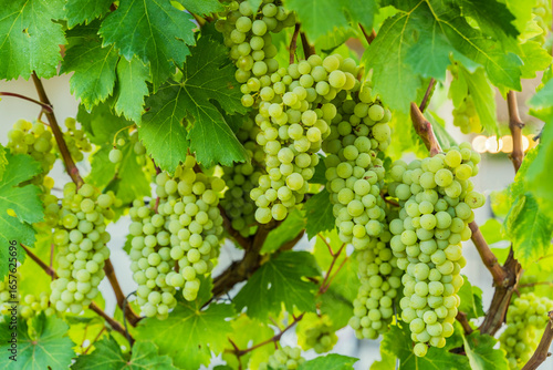 Wallpaper Mural Green Wine Grapes on Vineyard Vine Torontodigital.ca