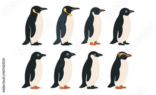 Collection of various penguin species in flat design style