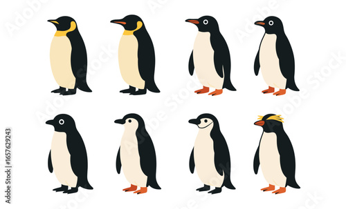 Eight different penguin species in flat design on white background