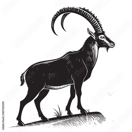 black nubian ibex Silhouette Vector, High Quality Illustration on White Background
