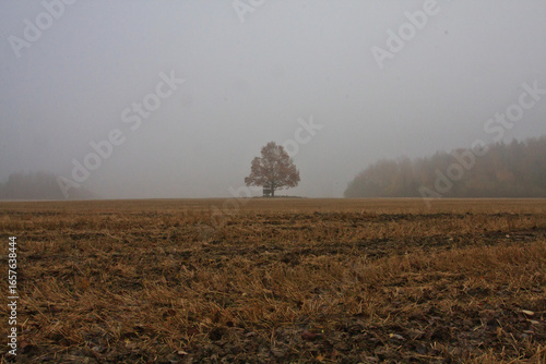 Solitary Autumn Tree in a Foggy Field
