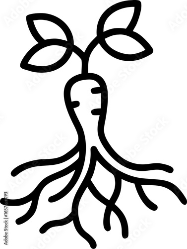 Detailed illustration of a healthy ginseng plant with roots and leaves