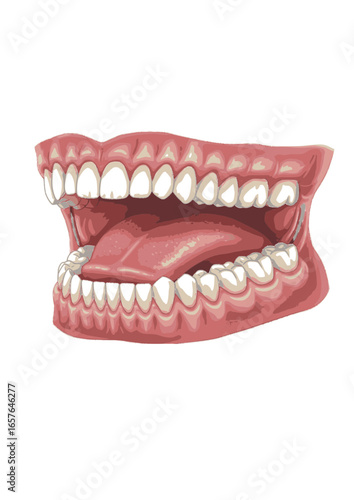 Detailed Drawing of Human Teeth and Gums Anatomy Illustration