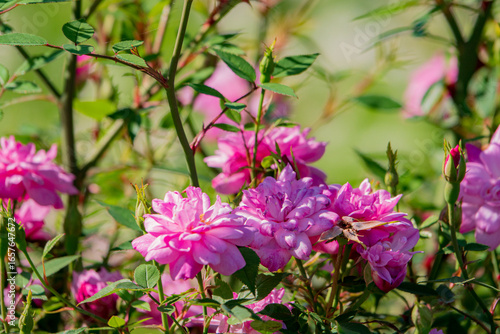 Vibrant pink roses bloom amidst lush green foliage, illuminating the garden with their elegance