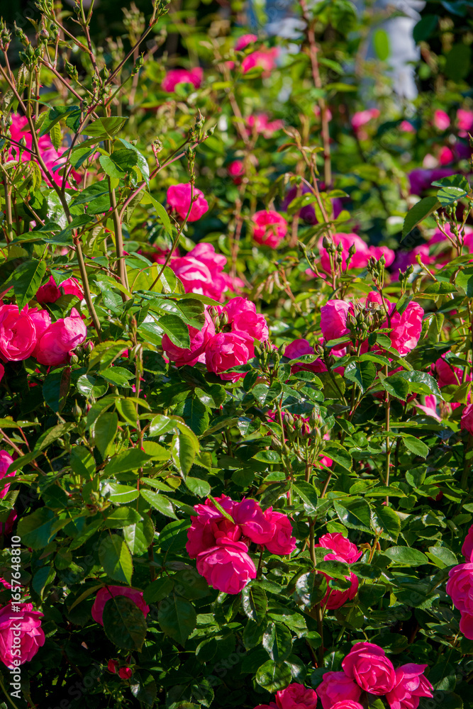 Delicate pink roses flourish among lush green leaves on a bright, sunny afternoon in the garden Delicate pink roses flourish among lush green leaves on a bright, sunny afternoon in the garden