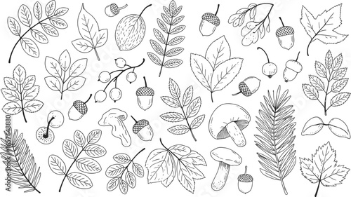 Intricate hand drawn botanical illustration featuring various delicate leaves and seed pods