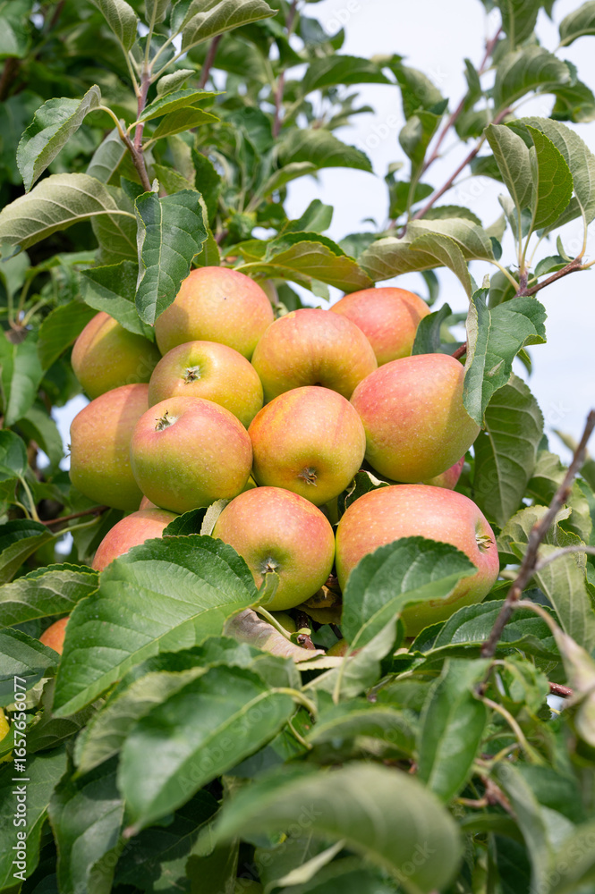 Obraz premium Ripe red apples growing on the tree, healthy fruits on platation, harvest in summer or autumn, agriculture farm, garden