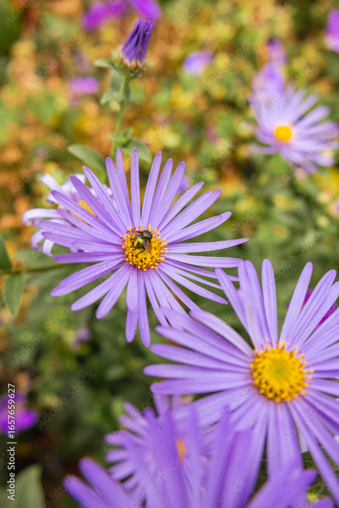 Fototapeta premium Close-up of vibrant purple aster flowers with yellow centers, blooming in a garden during late summer.