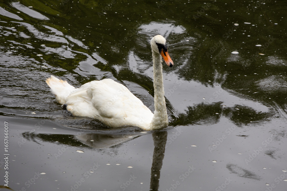 Obraz premium Close-up of a mute swan swimming gracefully on a calm, reflective pond with ripples on the dark surface
