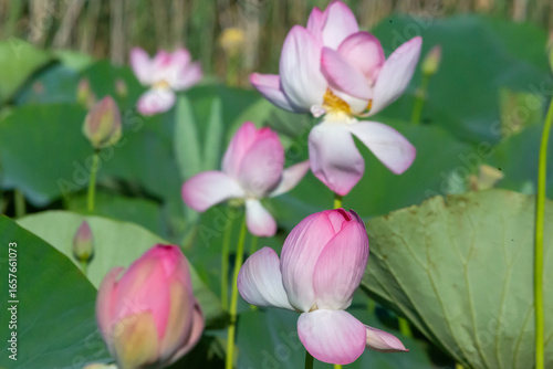 Russia. Astrakhan region. Volga River Delta. Buds and blossoming lotus flowers against a background of green leaves.