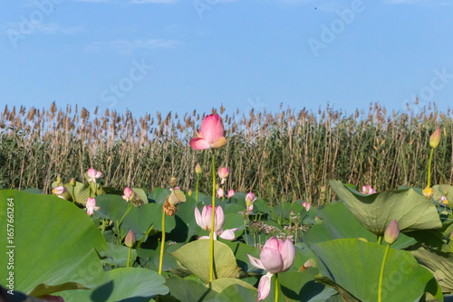 Russia. Astrakhan region. Blooming lotuses along the banks of the Volga River