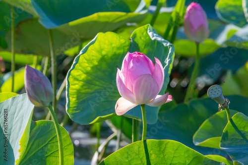 Russia. Astrakhan region. Volga River Delta. Buds and blossoming lotus flowers against a background of green leaves.