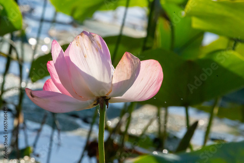 Russia. Astrakhan region. Volga River Delta. Blooming lotuses against the background of green leaves and blue water