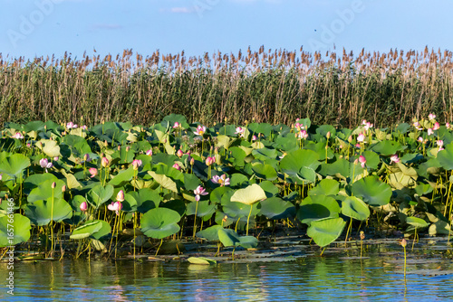 Russia. Astrakhan region. Blooming lotuses along the banks of the Volga River