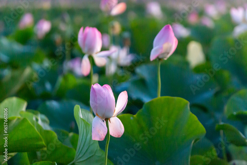 Russia. Astrakhan region. Volga River Delta. Buds and blossoming lotus flowers against a background of green leaves.