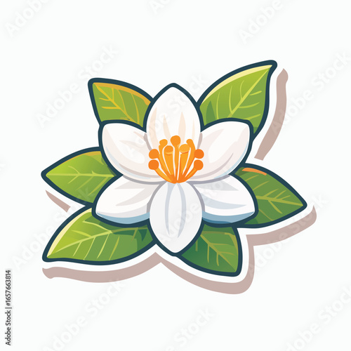 A vibrant vector sticker illustration of a fragrant white orange blossom flower blooming, surrounded by fresh green leaves and isolated on a clean white background.