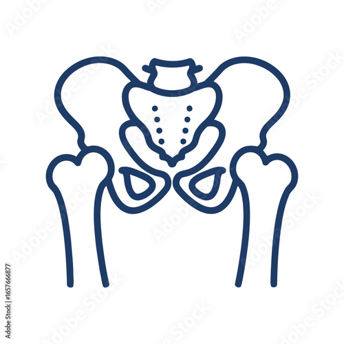 Human pelvis anatomy outline vector illustration hip bone structure medical graphic