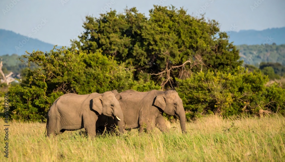 Fototapeta premium Two elephants in tall grass