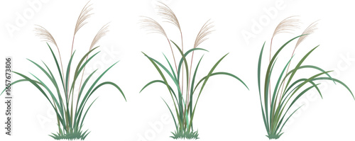Miscanthus, pasture grass, autume grass, vector drawing collection set 02