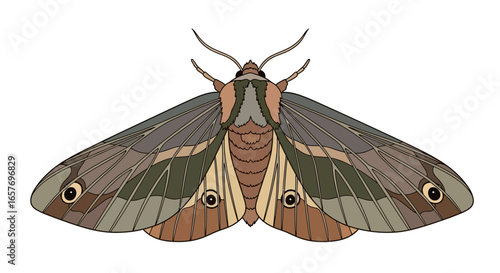Detailed moth illustration displaying wing patterns and anatomical features for educational or artistic applications