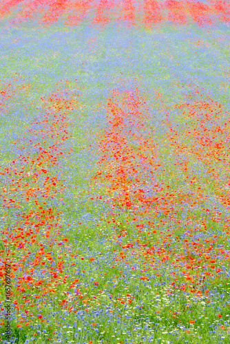 A vibrant field of wildflowers, predominantly red poppies and blue cornflowers, creates a colorful tapestry. Castelluccio di Norcia, Pian Grande, Umbria, Marche, Italy. 