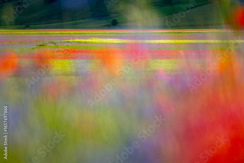 A blurred, impressionistic view of a flower-filled plain. Horizontal bands of red, yellow, and green suggest rows of blooms. Castelluccio di Norcia, Pian Grande, Umbria, Marche, Italy. 