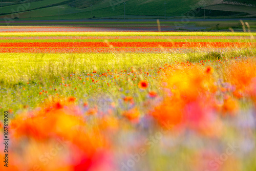 A vibrant field of wildflowers in bloom, creating colorful stripes across the landscape. Castelluccio di Norcia, Pian Grande, Umbria, Marche, Italy. The foreground flowers are blurred, adding depth.