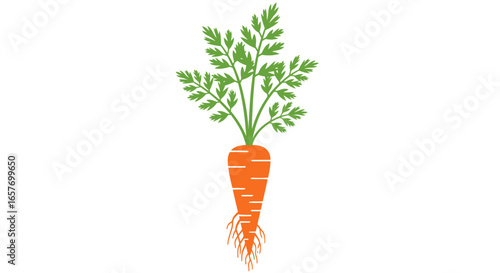 Vibrant carrot vegetable illustration with fresh green leaves on a clean white background, perfect for healthy lifestyle concept and vegetarianism