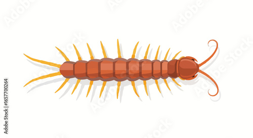 A captivating illustration of a centipede with detailed body segments and legs in striking color, presented on a clean white backdrop to catch the eye