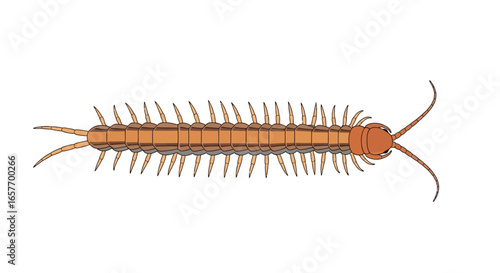 Segmented invertebrate illustration featuring a long body and numerous legs, creating a visually intriguing graphic, isolated on pure white background