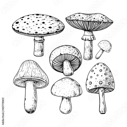 collection of hand drawn illustration mushroom icon sets