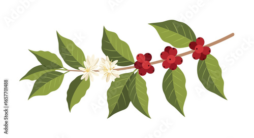 Elegant coffee plant illustration showcasing vibrant green leaves, delicate white blossoms, and ripe red cherries, ideal for branding and design 99