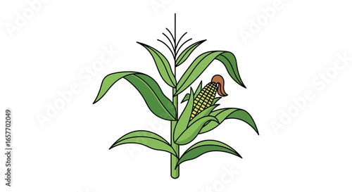 Vibrant depiction of a stylized corn plant exhibiting a healthy cob with lush green leaves against a white backdrop, promoting agricultural themes