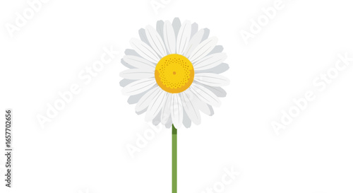 Solitary daisy illustration against white backdrop showcasing elegance in simplicity with detailed petals and a vibrant yellow center creating a
