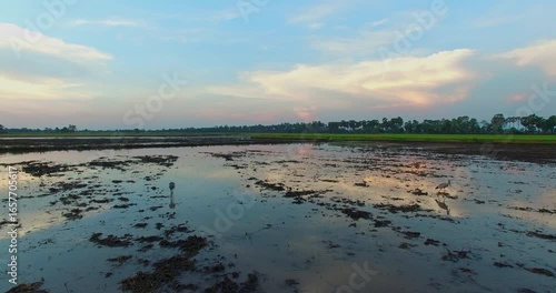 Wallpaper Mural A vibrant wetland habitat where wildlife thrives—white birds scatter across a fertile rice field, reflecting in the water under the warm tropical sun. Torontodigital.ca