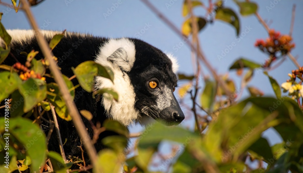 Fototapeta premium Black and white lemur, with striking orange eyes, perches amidst foliage in a vibrant, natural setting.