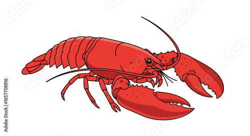 Vibrant crustacean portrait: A captivating illustration of a bright red lobster standing prominently against a clear white setting