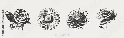 Flowers with trendy photocopy grain effect. Halftone noise texture. Vintage and grunge stipple effect. Rose, chamomile and chrysanthemum icon set. Vector illustration art