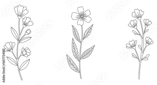 A set of three simple line drawings of flowers with leaves on white background silhouette
