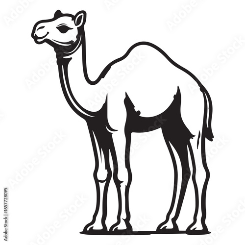 Black and white camel standing