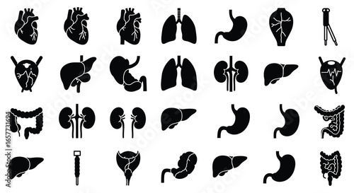 Collection of human organ silhouettes including kidneys liver stomach and intestines