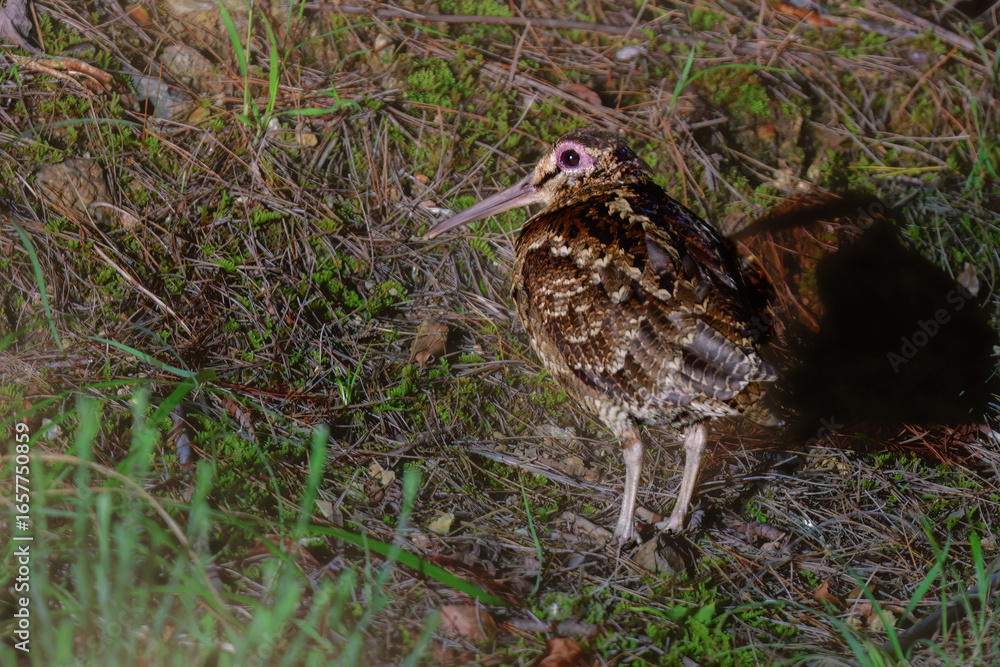 Fototapeta premium 世界自然遺産の奄美大島や沖縄で見られる日本固有種の珍しい絶滅危惧種の野鳥、アマミヤマシギ