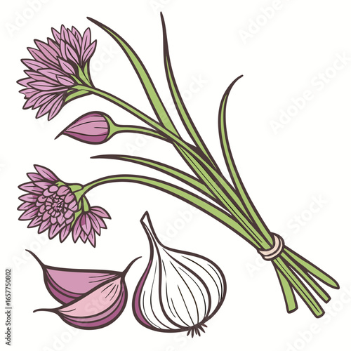 chives garlic allium tuberosum vector